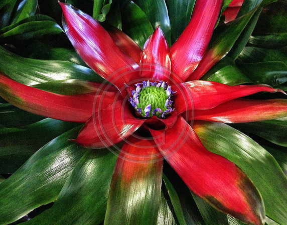 Nature's Celebration